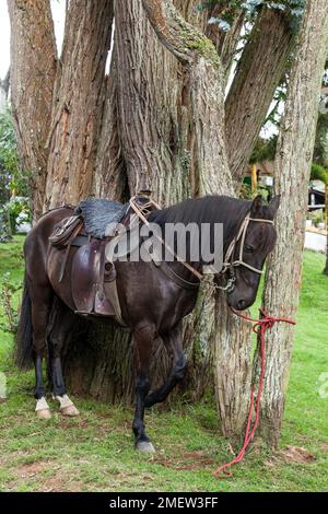 Beautiful saddled black horse; attached to a tree. Stock Photo