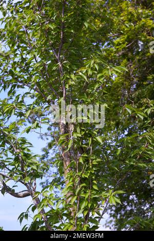 Prunus 'Sunset Boulevard' Stock Photo