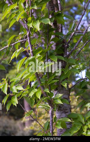 Prunus 'Sunset Boulevard' Stock Photo