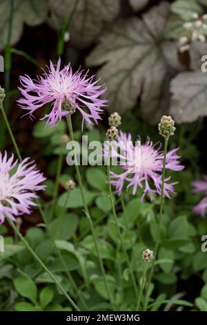 Centaurea bella (M) Stock Photo