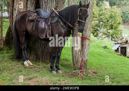 Beautiful saddled black horse; attached to a tree. Stock Photo