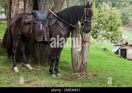 Beautiful saddled black horse; attached to a tree. Stock Photo