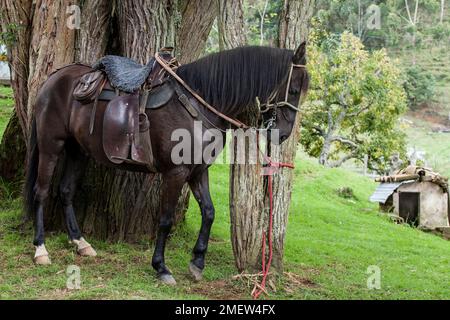 Beautiful saddled black horse; attached to a tree. Stock Photo