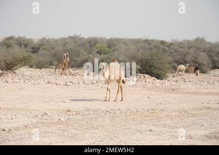 Camels grazing in the desert in Qatar Stock Photo