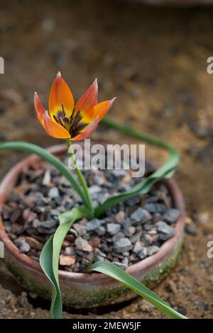 Tulipa 'Little Princess' Stock Photo