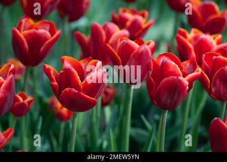 Tulipa 'Abu Hassan' Stock Photo