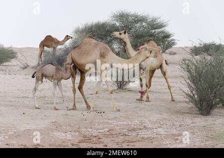 Camels grazing in the desert in Qatar Stock Photo