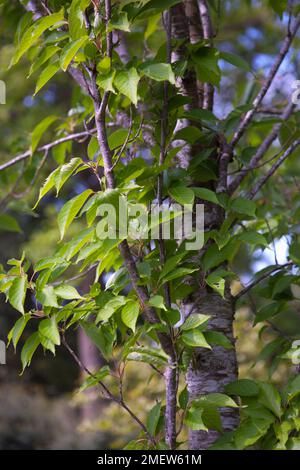 Prunus 'Sunset Boulevard' Stock Photo