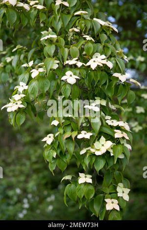 Cornus kousa var. chinensis Stock Photo