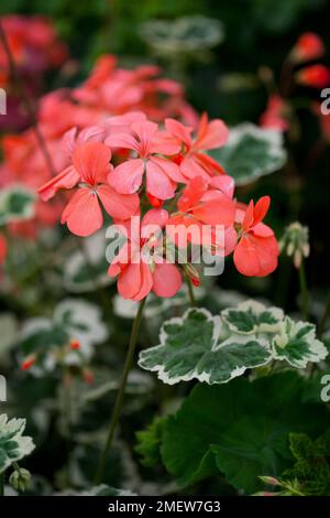 Pelargonium 'Frank Headley' Stock Photo