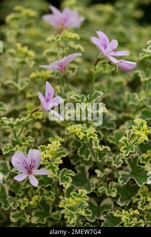 Pelargonium 'Crispum Variegatum' Stock Photo