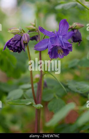 Aquilegia vulgaris var. stellata 'Double Blue' Stock Photo