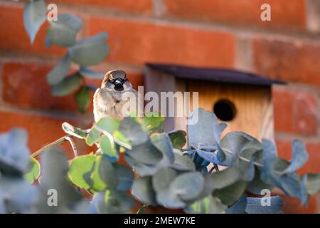 Single Sparrow bird perched on a tree branch Stock Photo