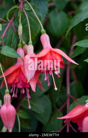 Fuchsia Dancing Flame Stock Photo