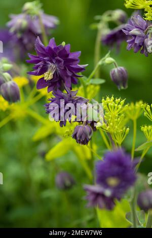 Aquilegia vulgaris var. stellata 'Blue Barlow' Stock Photo