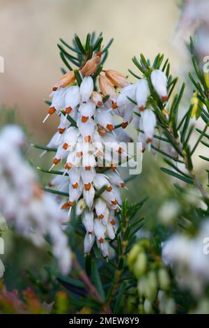 Erica x darleyensis 'White Perfection' Stock Photo