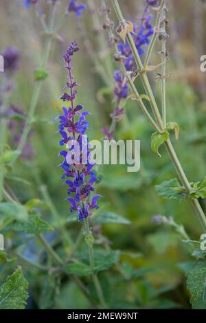 Salvia nemorosa 'Lubecca' Stock Photo