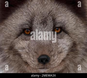 Ice fox, Arctic fox (Alopex lagopus), portrait, captive, Germany Stock Photo