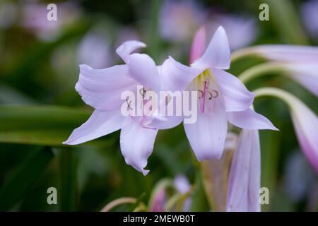 Crinum x powellii 'Album' Stock Photo