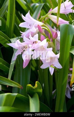 Crinum x powellii 'Album' Stock Photo