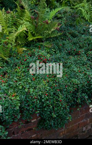 Cotoneaster radicans 'Eichholz' Stock Photo