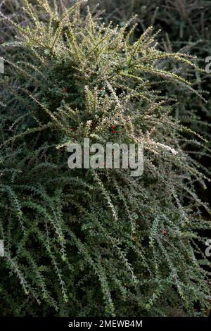 Cotoneaster conspicuus 'Decorus' Stock Photo