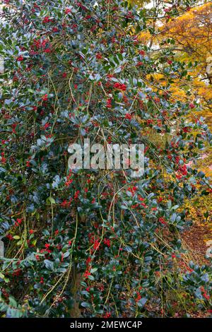 Ilex aquifolium 'JC van Tol' Stock Photo