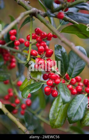 Ilex aquifolium 'JC van Tol' Stock Photo