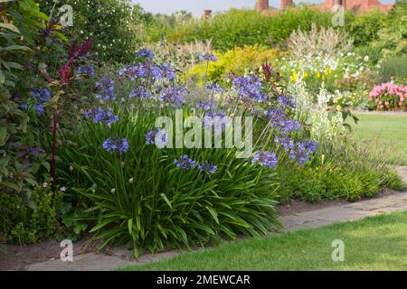 Agapanthus Midnight Blue 'Monmid' Stock Photo