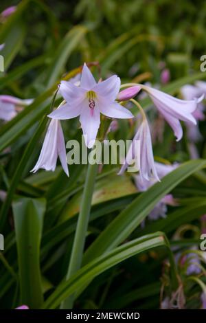 Crinum x powellii 'Album' Stock Photo