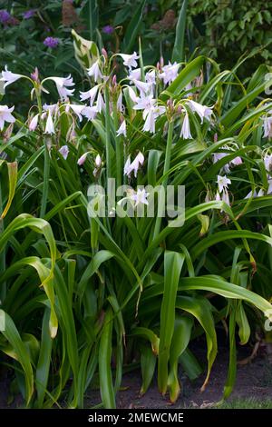 Crinum x powellii 'Album' Stock Photo