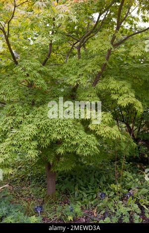 Acer palmatum 'Elegans' Stock Photo