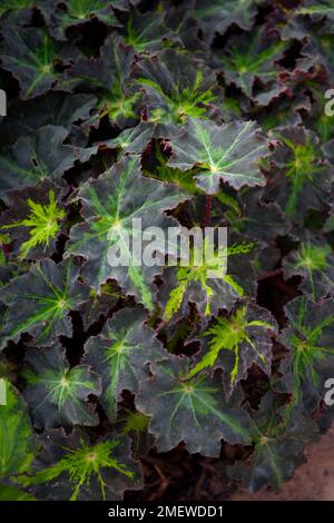 Begonia Beatrice Haddrell Stock Photo Alamy