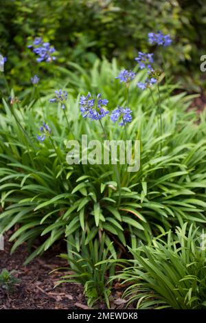 Agapanthus 'Ben Hope' Stock Photo