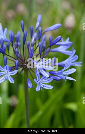 Agapanthus Midnight Blue 'Monmid' Stock Photo