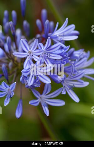 Agapanthus Midnight Blue 'Monmid' Stock Photo