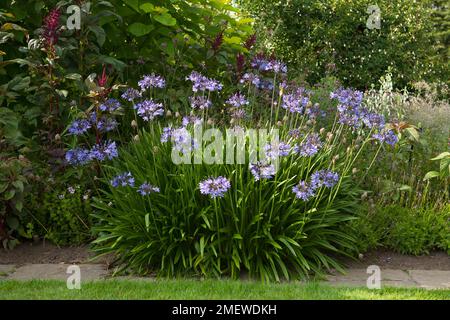 Agapanthus Midnight Blue 'Monmid' Stock Photo