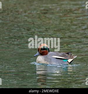 Male Teal (Anas crecca) on water Stock Photo