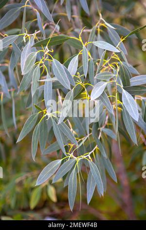 Eucalyptus coccifera 'Tasmanian Snow Gum' Stock Photo