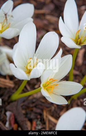 Colchicum speciosum Album Stock Photo