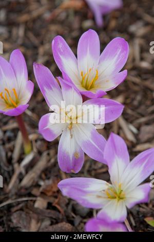 Colchicum speciosum Atrorubens Stock Photo