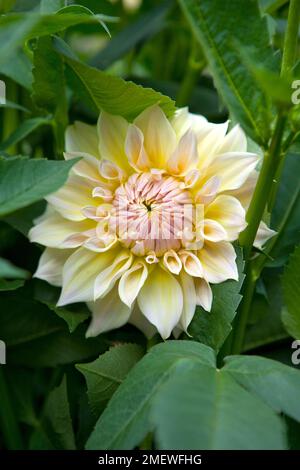 Dahlia 'Westerton Lillian' Stock Photo