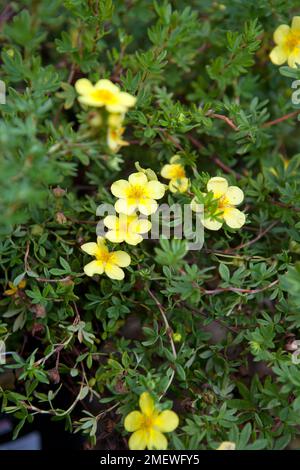 Potentilla fruticosa 'Katherine Dykes' Stock Photo