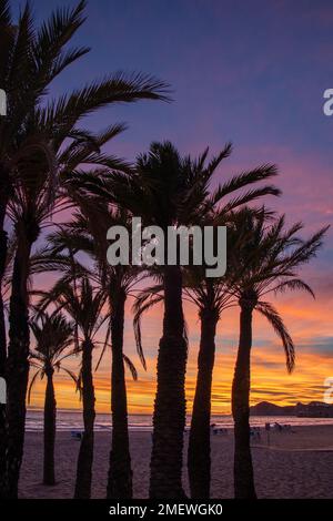 Atardecer en Benidorm en la playa de Poniente con silueta de palmeras, España Stock Photo