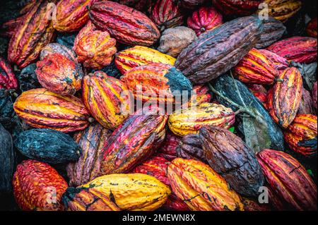 Close up view of colorful raw cacao beans piled close to each other on the ground. Stock Photo