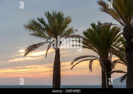 Palm trees at sunset on Benidorm beach, December Stock Photo