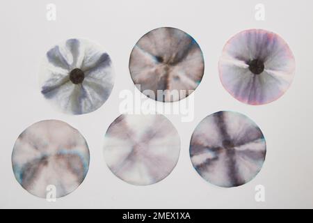 Filter paper showing the different colours inside black ink Stock Photo