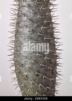 Pachypodium lamerei (Madagascar palm) succulent plant with a silvery grey trunk covered in sharp spines Stock Photo