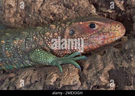 northern caiman lizard Dracaena guianensis Stock Photo