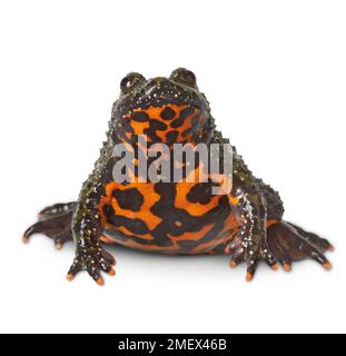 Oriental fire-bellied toad Stock Photo